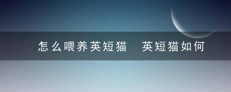 怎么喂养英短猫 英短猫如何喂养